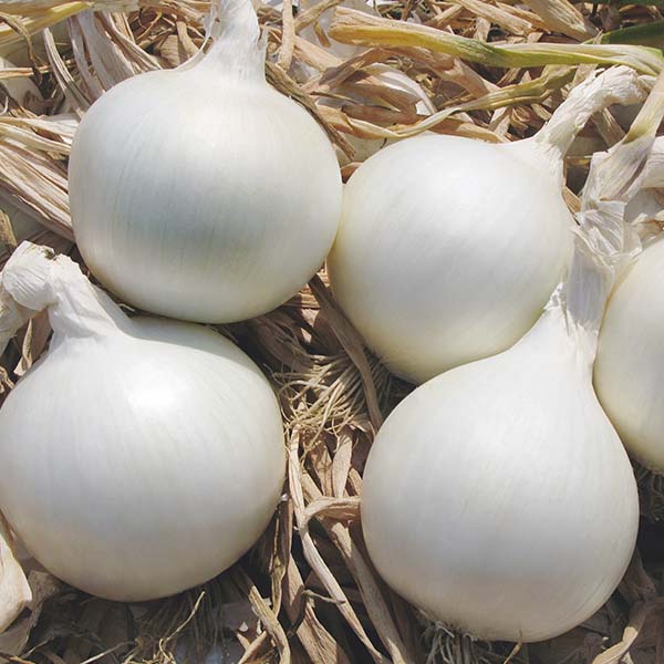 Onion, Icepearl