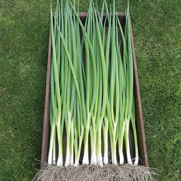 Onion, Ishikura Improved
