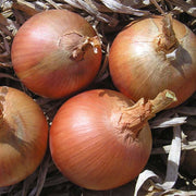 Legend F1 Untreated Yellow Onion Seeds