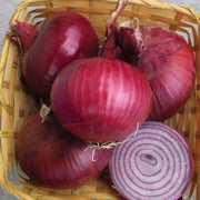 Onion, Monastrell