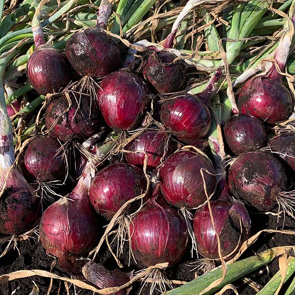 Onion, Red Garcia