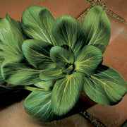 Feng Qing Choi F1 Treated Pak Choi Seeds