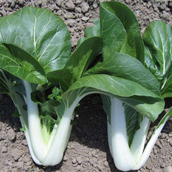 Pak Choi, Joi Choi Promax 13.0 F1 Treated W/ Conventional Pellet