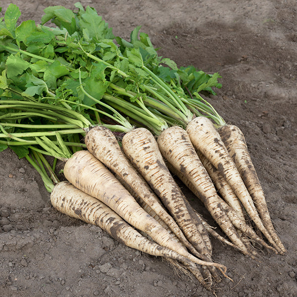 Parsnip, Panorama
