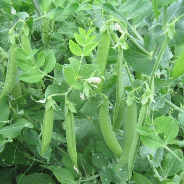 (Vegetable) Pea, SS 144