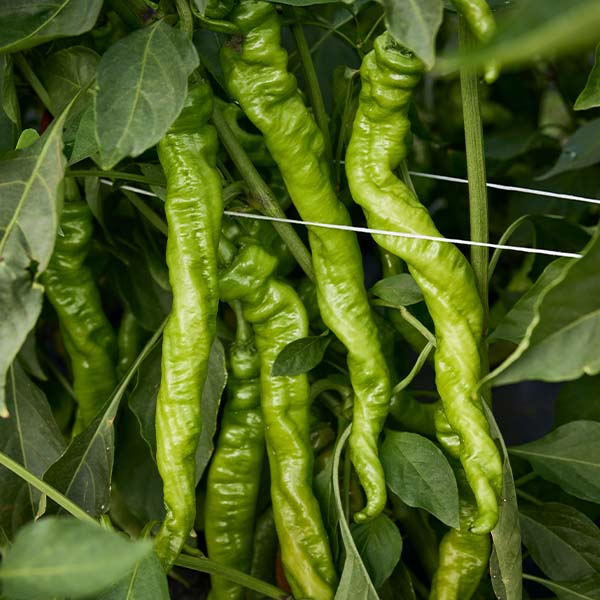 Pepper, Bolon