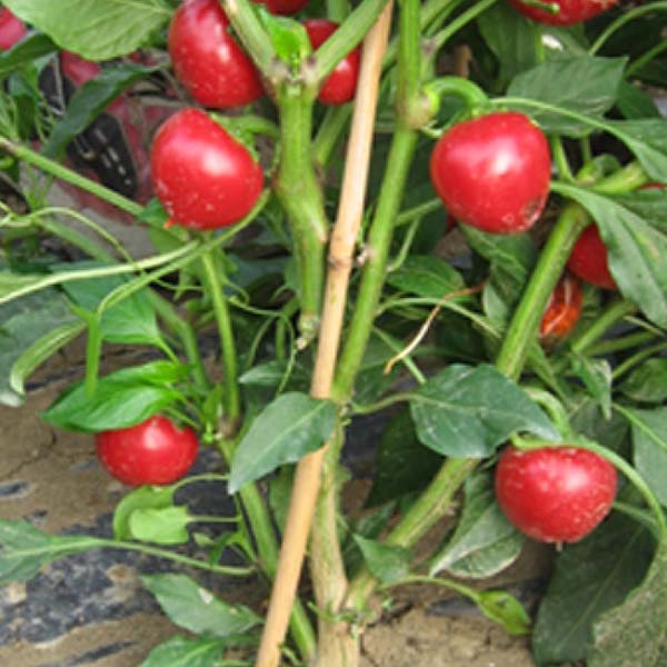 Cherry Hot 102 F1 Untreated Specialty Hot Pepper Seeds