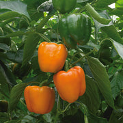 Pepper, Bell, Orange - Delirio F1 Untreated Seeds