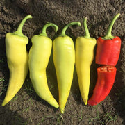 Doblon F1 Untreated Pepper Seeds