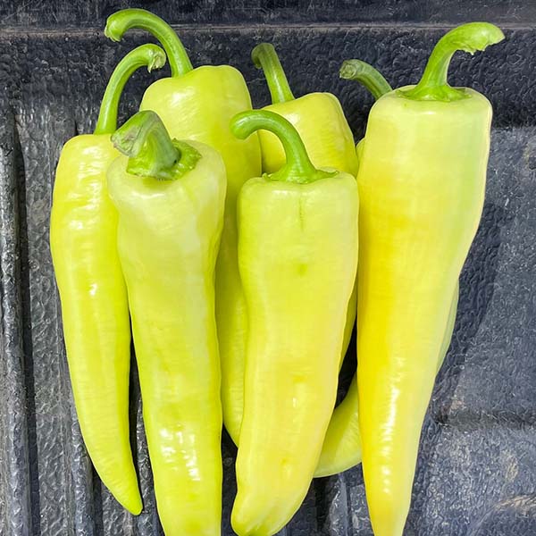 Golden Max F1 Untreated Hot Banana Pepper Seeds