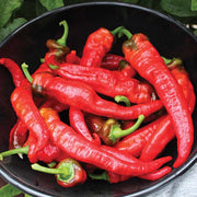 Pepper, Jimmy Nardello