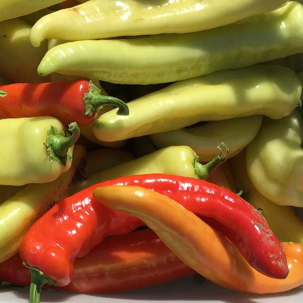 Pepper, Kacheta (1)