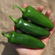Pepper, Mammoth