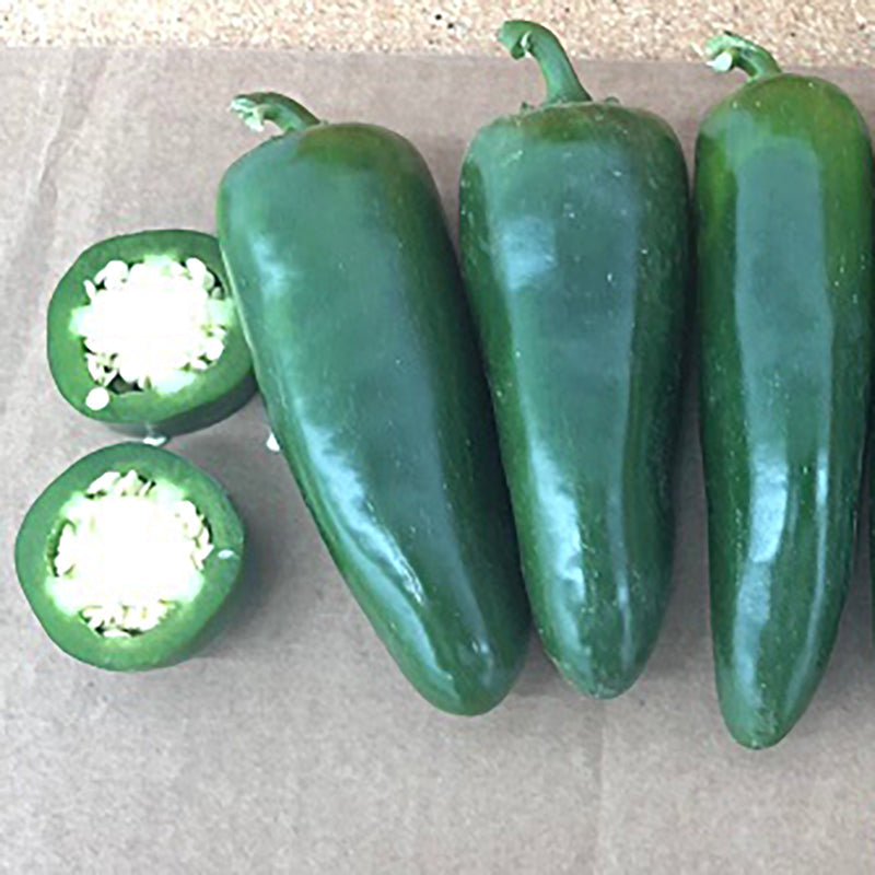 Pepper Jalapeno Mixteco F1 Untreated | Osborne Farm Seed Supplier