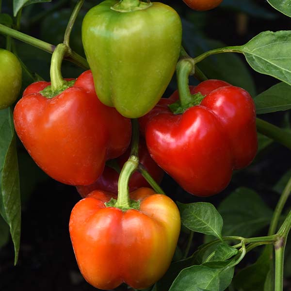 Pepper, Prism (1)