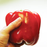 Pepper, Bell - Red Knight X3R F1 Treated