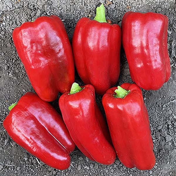 Pepper, Red Mission