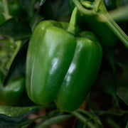 Pepper, Samurai S10