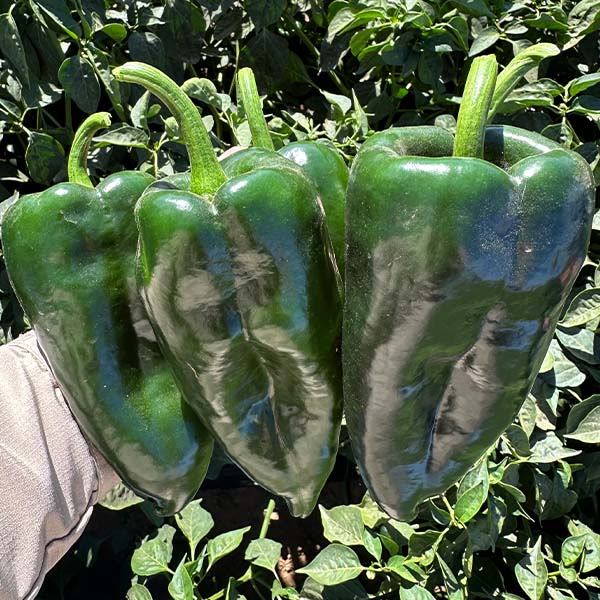 Pepper, Walamo (1)