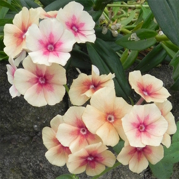 Flower, Phlox, Cherry Caramel