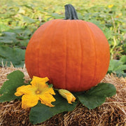 Apollo F1 Untreated Carver Pumpkin Seeds