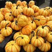 Pumpkin, Specialty - Blaze F1 Treated Seeds