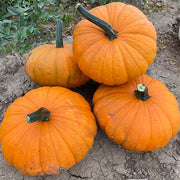 Pumpkin, Carrot Cake