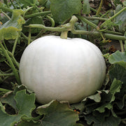 Pumpkin, White - Crystal Star F1 Treated Seeds