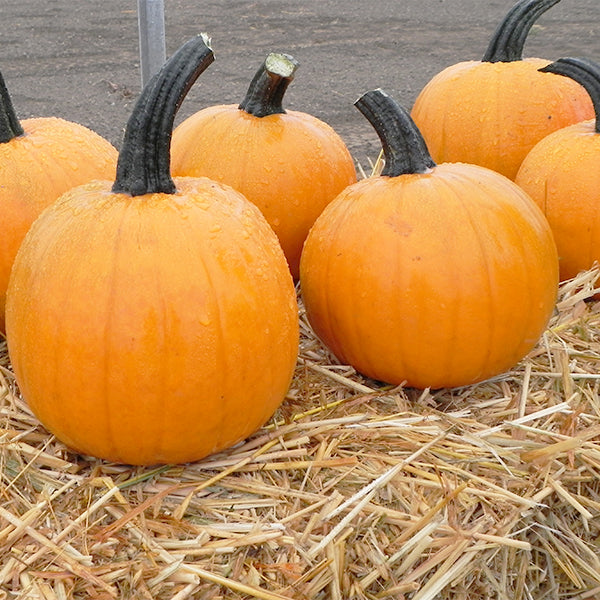 Pumpkin, Fall Splendor 