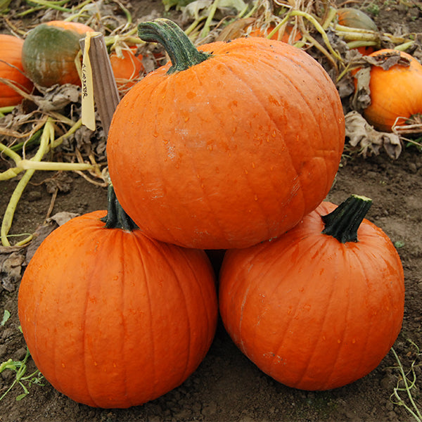 Pumpkin, Carver - Gladiator F1 Treated Seeds