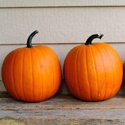 Pumpkin, Small, Pie - Hijinks F1 Untreated Seeds