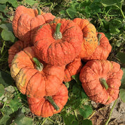 Pumpkin, Specialty - Jester F1 Treated