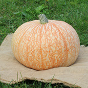Pumpkin, Specialty -One Too Many Untreated Seeds
