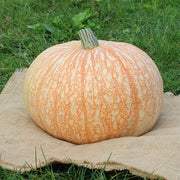 Pumpkin, Specialty -One Too Many Untreated Seeds