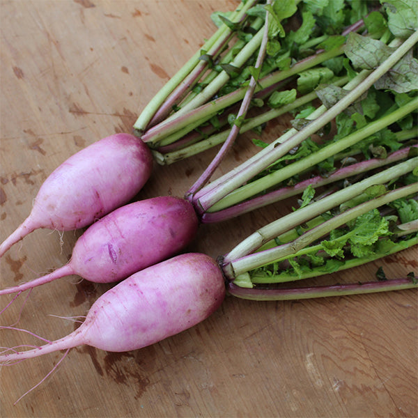 Radish, KN Bravo