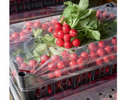 Tinto F1 Treated Radish Seeds