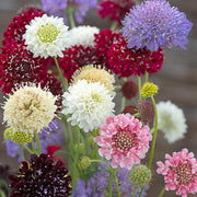 Flower, Scabiosa - Formula Mix Untreated Seeds