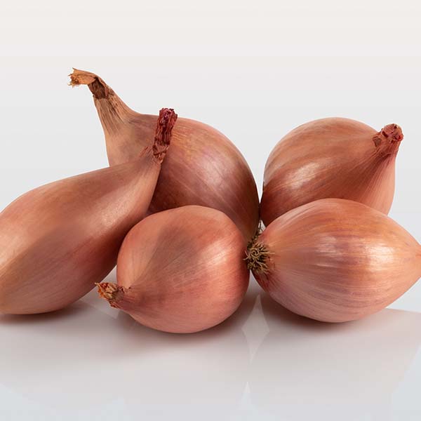 Shallot, Davidor