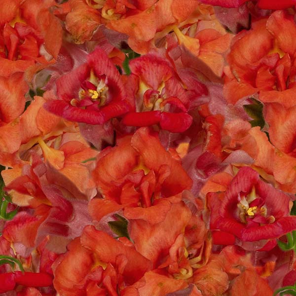 Flower, Snapdragon - Madame Butterfly Bronze F1 Untreated Seeds Grown