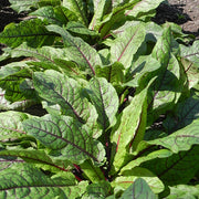Sorrel, Red Vein (2)