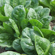 Goldeneye RZ F1 Treated Spinach Seeds