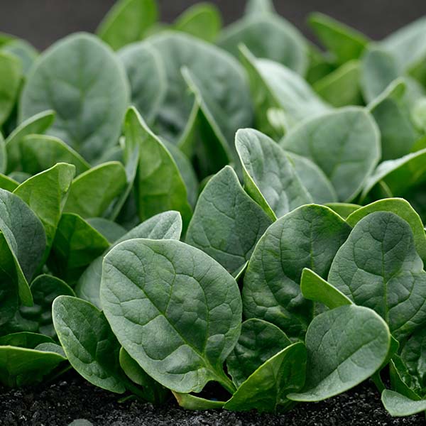 Spinach - Countryside F1 Treated Seeds