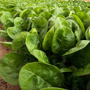 Spinach, Diamondback RZ