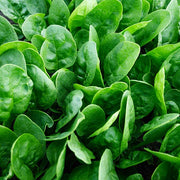 Income F1 Untreated Spinach Seeds
