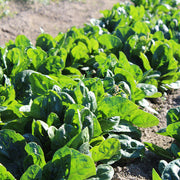 Spinach - Lizard F1 Treated 