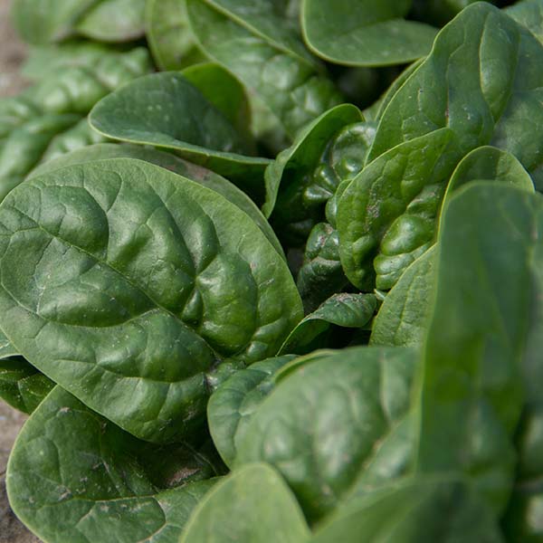 Spinach Pawnie F1 Untreated Seeds | Osborne Hybrid Farm Seed Supplier