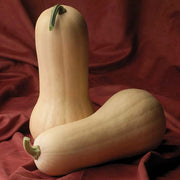 Atlas F1 Untreated Squash Seeds