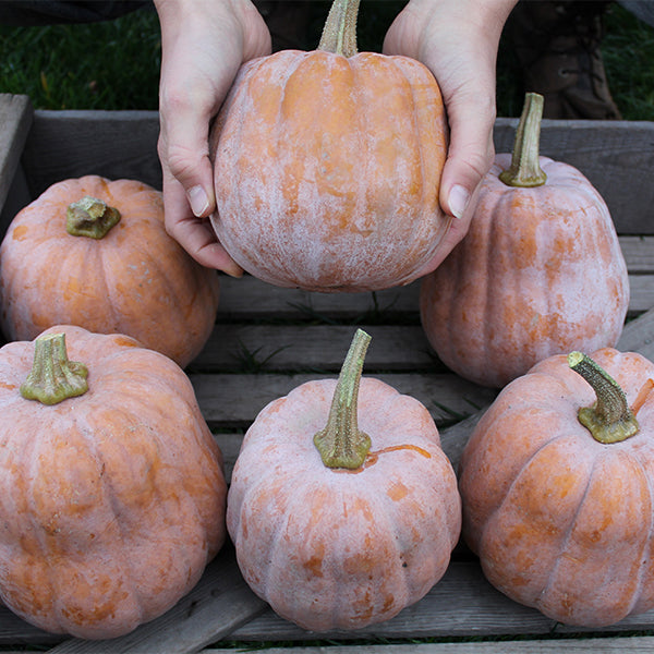 Squash Seeds Grown, Specialty - Autumn Frost F1 Untreated