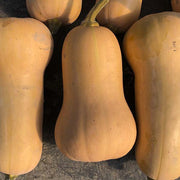 Waltham Butternut Organic Squash Seeds