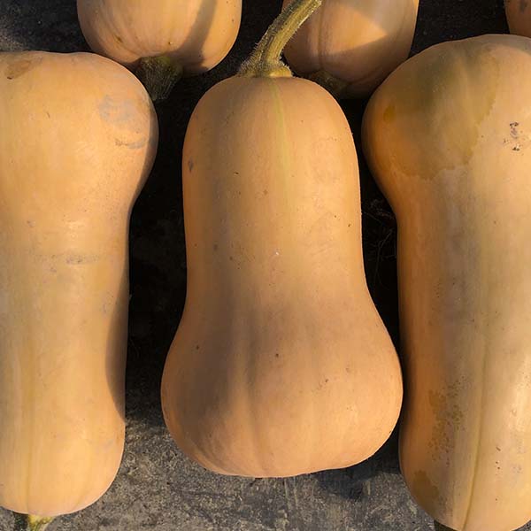Waltham Butternut Organic Squash Seeds